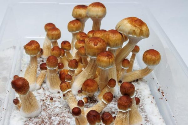 Golden Teachers ( Psilocybin Mushrooms ) - Image 4