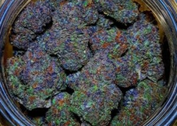 Amnesia Haze