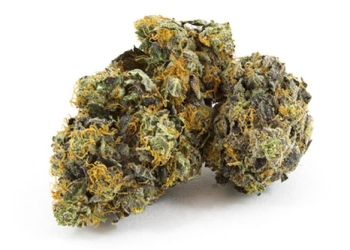 Black Domina Indica