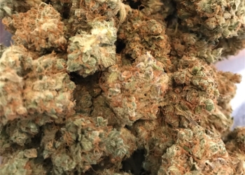 Blue Cookies