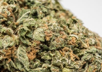 Bruce Banner Marijuana Strain