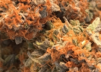 Cannatonic Marijuana Strain