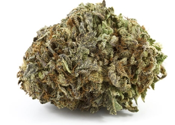 Darth Vader – Indica