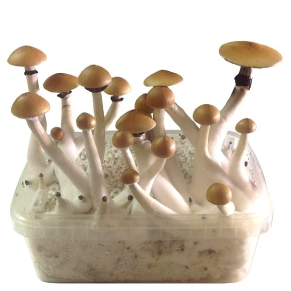 McKennaii Psilocybin Cubensis - Image 2