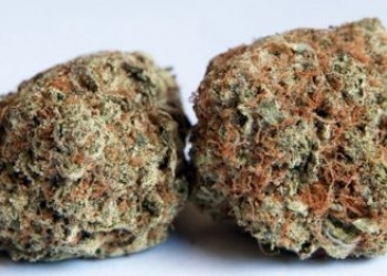 Mango Kush Marijuana Strain