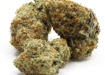 Animal Cookies New Batch
