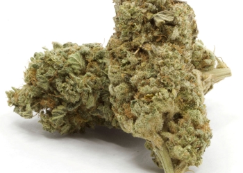 Sour Power Sativa Hybrid