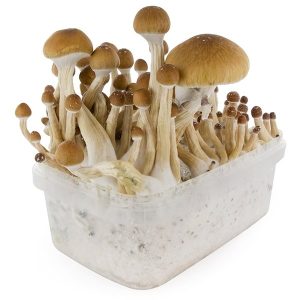 McKennaii Psilocybin Cubensis
