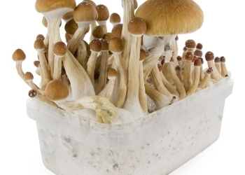 McKennaii Psilocybin Cubensis