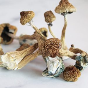 Golden Teachers ( Psilocybin Mushrooms )