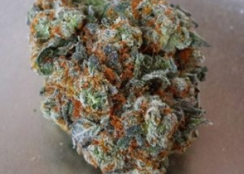 Orange Kush