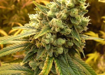SOUR DIESEL MARIJUANA STRAIN